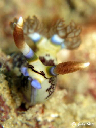 The approaching Nembrotha.  Nudibranchia:) by John Hill 